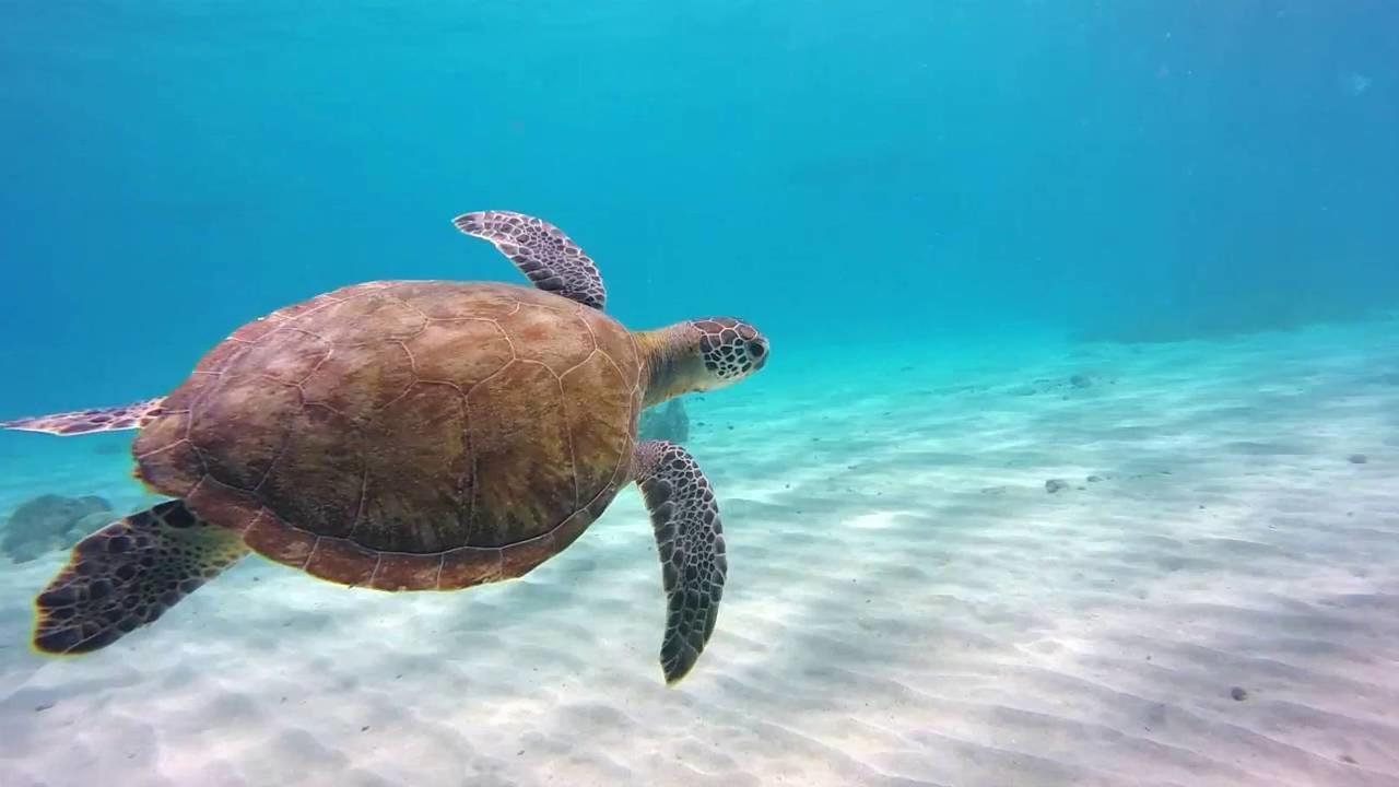 威廉斯塔德公寓式酒店 Curacao 外观 照片